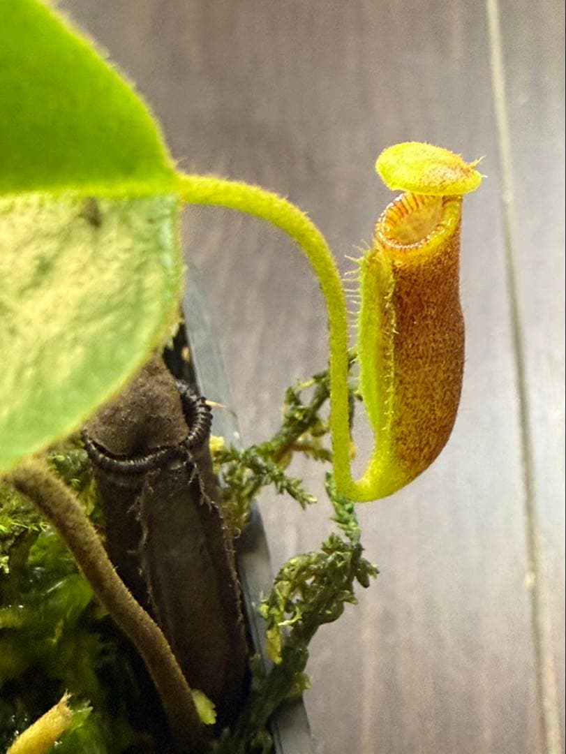 食虫植物N. xkinabaluensis x xharryana #NNN