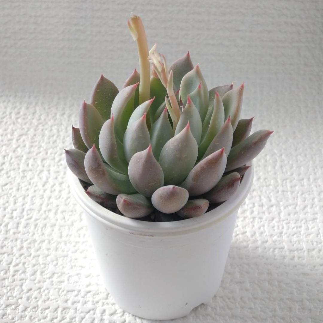 実生苗　多肉植物　エケベリア　⑮