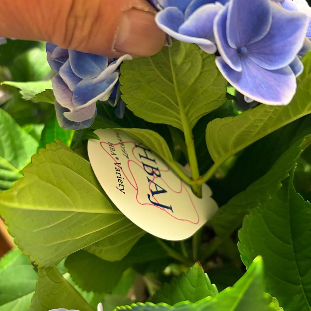 アジサイ　4種6鉢　紫陽花