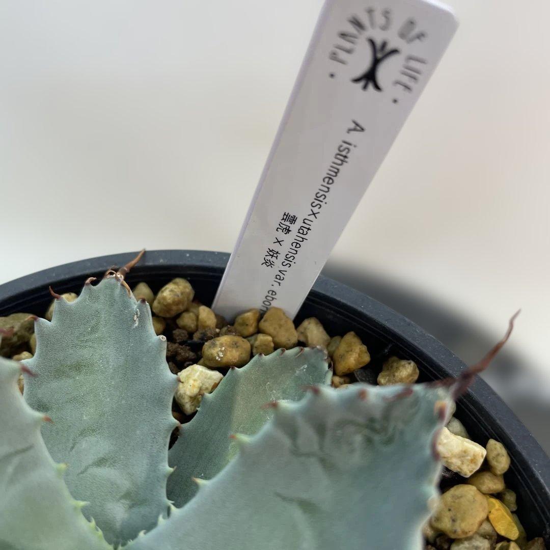 アガベ　hyb 雲虎×妖炎　雲虎甲蟹×エボリスピナ　超曲棘　台湾由来　実生選抜